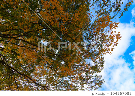 天城越えの紅葉と青空　静岡県伊豆市 104367083
