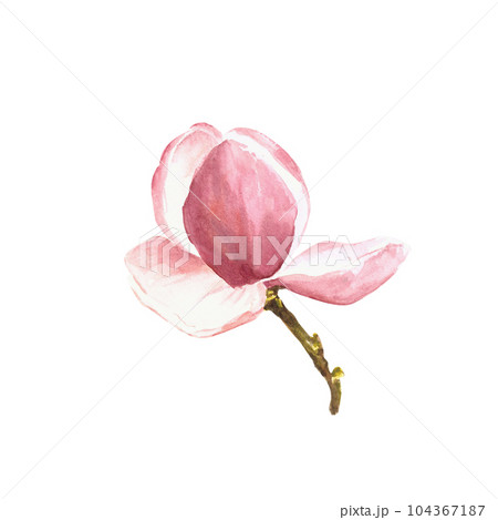 Magnolia flower Watercolor Hand drawn Illustration isolated on white background Magnolia flower Watercolor Hand drawn Illustration isolated on white background 104367187