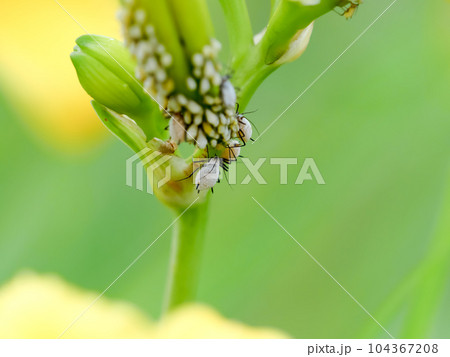 キスゲフクレアブラムシ 104367208