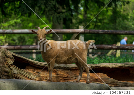 Goat stands on tree trunk and looks at the camera 104367231