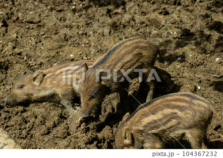 Three piglets digging in the mud 104367232