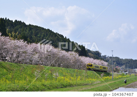 桜と菜の花咲く新田野桜街道を行くいすみ鉄道 104367407