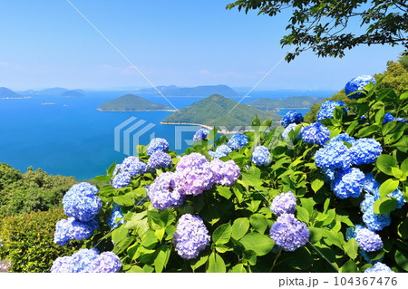 【香川県】梅雨入りした（紫雲出山）に咲く満開の紫陽花と瀬戸内海の島々 104367476