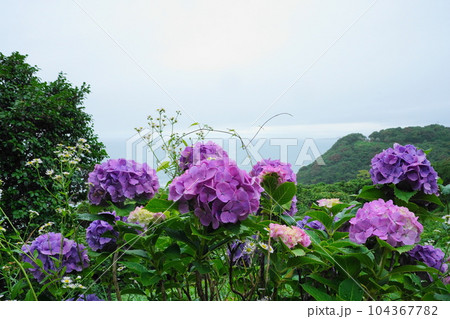 日向岬の紫陽花 日向岬の紫陽花 104367782
