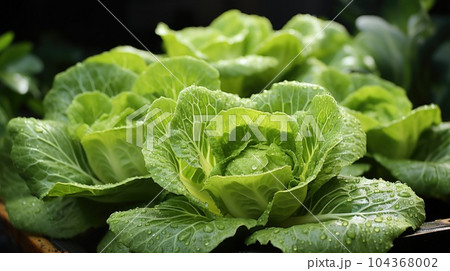 Cabbage growing in garden, Cabbage leaves and head close up, Organic vegetables. 104368002