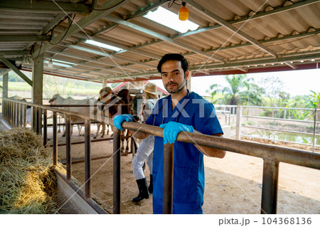 Portrait of veterinarian with blue gloves touch steel rail of cow stable and the owner also check 104368136
