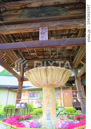 梅雨の六月花開くアジサイ紫陽花あじさいの寺京都庭園宇治西国十番三室戸寺 梅雨の六月花開くアジサイ紫陽花あじさいの寺京都庭園宇治西国十番三室戸寺 104368397