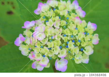梅雨の六月花開くアジサイ紫陽花あじさいの寺京都庭園宇治西国十番三室戸寺 梅雨の六月花開くアジサイ紫陽花あじさいの寺京都庭園宇治西国十番三室戸寺 104368406