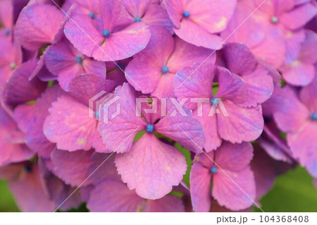 梅雨の六月花開くアジサイ紫陽花あじさいの寺京都庭園宇治西国十番三室戸寺 梅雨の六月花開くアジサイ紫陽花あじさいの寺京都庭園宇治西国十番三室戸寺 104368408