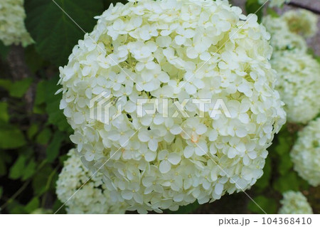 梅雨の六月花開くアジサイ紫陽花あじさいの寺京都庭園宇治西国十番三室戸寺 104368410
