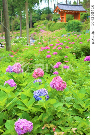 梅雨の六月花開くアジサイ紫陽花あじさいの寺京都庭園宇治西国十番三室戸寺 104368416