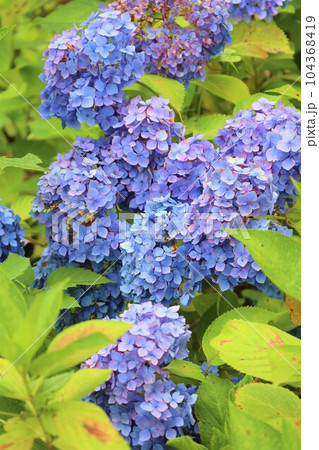梅雨の六月花開くアジサイ紫陽花あじさいの寺京都庭園宇治西国十番三室戸寺 梅雨の六月花開くアジサイ紫陽花あじさいの寺京都庭園宇治西国十番三室戸寺 104368419