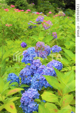 梅雨の六月花開くアジサイ紫陽花あじさいの寺京都庭園宇治西国十番三室戸寺 104368421