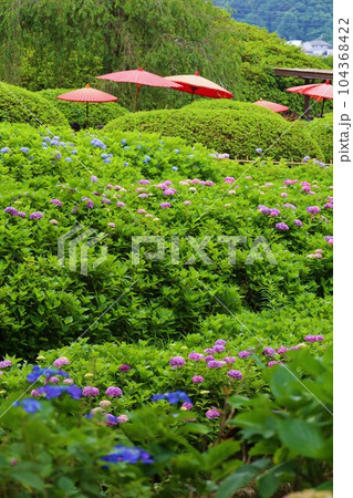 梅雨の六月花開くアジサイ紫陽花あじさいの寺京都庭園宇治西国十番三室戸寺 梅雨の六月花開くアジサイ紫陽花あじさいの寺京都庭園宇治西国十番三室戸寺 104368422
