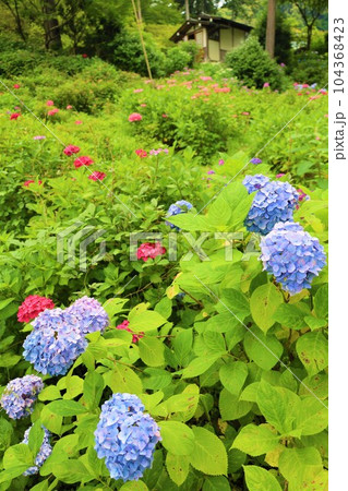 梅雨の六月花開くアジサイ紫陽花あじさいの寺京都庭園宇治西国十番三室戸寺 梅雨の六月花開くアジサイ紫陽花あじさいの寺京都庭園宇治西国十番三室戸寺 104368423