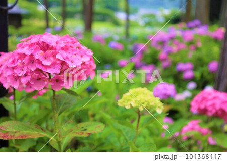 梅雨の六月花開くアジサイ紫陽花あじさいの寺京都庭園宇治西国十番三室戸寺 104368447