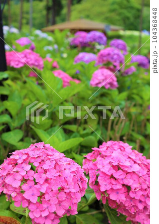 梅雨の六月花開くアジサイ紫陽花あじさいの寺京都庭園宇治西国十番三室戸寺 104368448