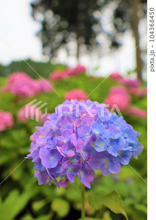 梅雨の六月花開くアジサイ紫陽花あじさいの寺京都庭園宇治西国十番三室戸寺 梅雨の六月花開くアジサイ紫陽花あじさいの寺京都庭園宇治西国十番三室戸寺 104368450