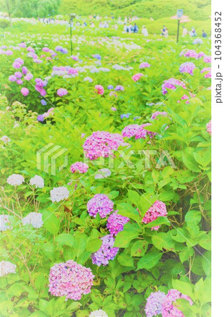 梅雨の六月花開くアジサイ紫陽花あじさいの寺京都庭園宇治西国十番三室戸寺 梅雨の六月花開くアジサイ紫陽花あじさいの寺京都庭園宇治西国十番三室戸寺 104368452