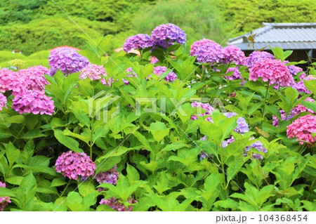 梅雨の六月花開くアジサイ紫陽花あじさいの寺京都庭園宇治西国十番三室戸寺 104368454