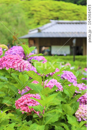 梅雨の六月花開くアジサイ紫陽花あじさいの寺京都庭園宇治西国十番三室戸寺 梅雨の六月花開くアジサイ紫陽花あじさいの寺京都庭園宇治西国十番三室戸寺 104368455