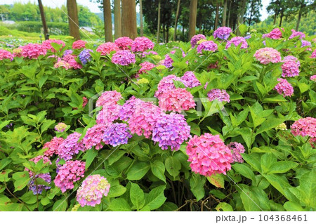 梅雨の六月花開くアジサイ紫陽花あじさいの寺京都庭園宇治西国十番三室戸寺 104368461