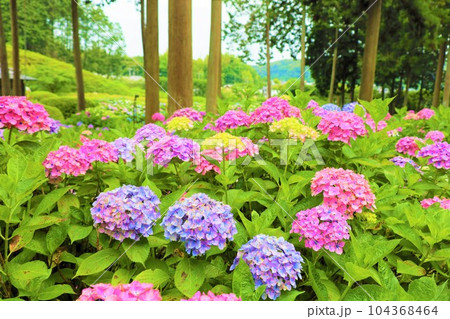 梅雨の六月花開くアジサイ紫陽花あじさいの寺京都庭園宇治西国十番三室戸寺 梅雨の六月花開くアジサイ紫陽花あじさいの寺京都庭園宇治西国十番三室戸寺 104368464