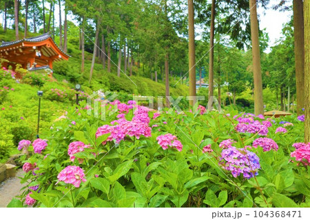 梅雨の六月花開くアジサイ紫陽花あじさいの寺京都庭園宇治西国十番三室戸寺 梅雨の六月花開くアジサイ紫陽花あじさいの寺京都庭園宇治西国十番三室戸寺 104368471