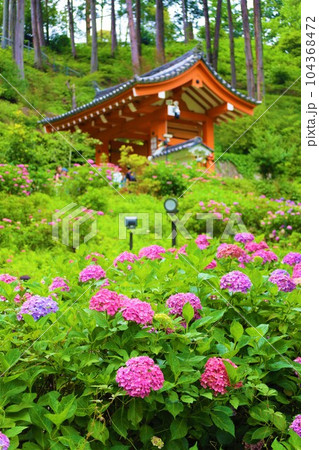 梅雨の六月花開くアジサイ紫陽花あじさいの寺京都庭園宇治西国十番三室戸寺 104368472