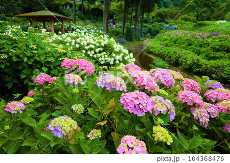 梅雨の六月花開くアジサイ紫陽花あじさいの寺京都庭園宇治西国十番三室戸寺 梅雨の六月花開くアジサイ紫陽花あじさいの寺京都庭園宇治西国十番三室戸寺 104368476