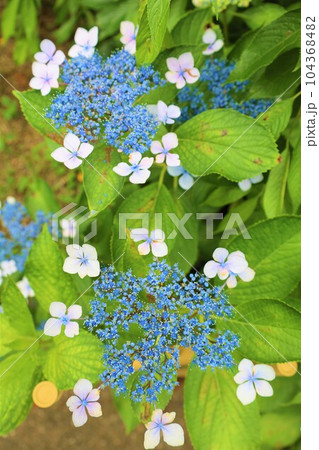 梅雨の六月花開くアジサイ紫陽花あじさいの寺京都庭園宇治西国十番三室戸寺 104368482