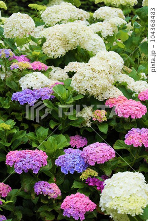 梅雨の六月花開くアジサイ紫陽花あじさいの寺京都庭園宇治西国十番三室戸寺 梅雨の六月花開くアジサイ紫陽花あじさいの寺京都庭園宇治西国十番三室戸寺 104368483