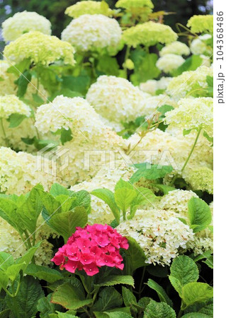 梅雨の六月花開くアジサイ紫陽花あじさいの寺京都庭園宇治西国十番三室戸寺 104368486