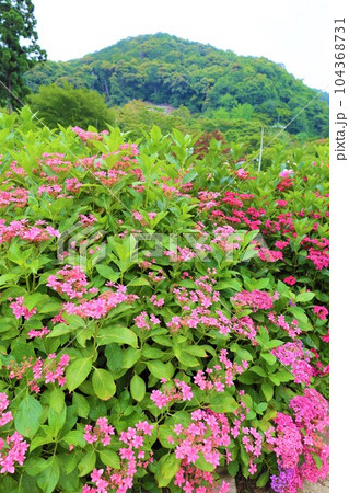 梅雨の六月花開くアジサイ紫陽花あじさいの寺京都庭園宇治西国十番三室戸寺 104368731