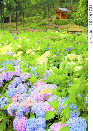 梅雨の六月花開くアジサイ紫陽花あじさいの寺京都庭園宇治西国十番三室戸寺 梅雨の六月花開くアジサイ紫陽花あじさいの寺京都庭園宇治西国十番三室戸寺 104368733