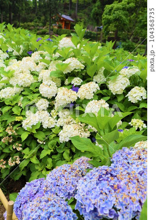 梅雨の六月花開くアジサイ紫陽花あじさいの寺京都庭園宇治西国十番三室戸寺 104368735