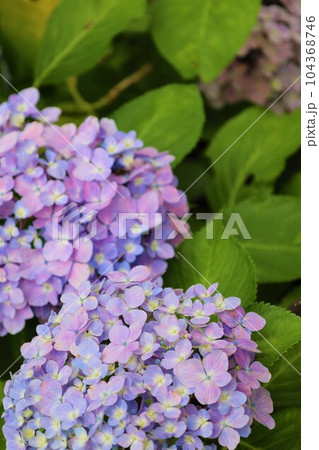 梅雨の六月花開くアジサイ紫陽花あじさいの寺京都庭園宇治西国十番三室戸寺 梅雨の六月花開くアジサイ紫陽花あじさいの寺京都庭園宇治西国十番三室戸寺 104368746