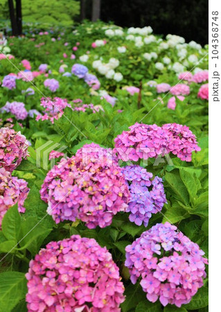 梅雨の六月花開くアジサイ紫陽花あじさいの寺京都庭園宇治西国十番三室戸寺 梅雨の六月花開くアジサイ紫陽花あじさいの寺京都庭園宇治西国十番三室戸寺 104368748