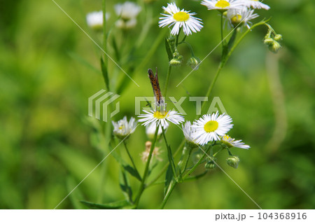 蝶々が花の蜜を吸っている光景 104368916