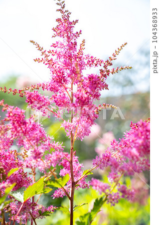 Pink Astibles flowers in bloom, in a summer garden 104368933