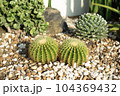 Closeup nature view of cactus in garden at summer under sunlight. 104369432