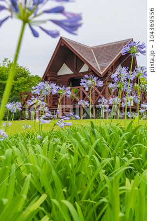 各務原浄水公園、満開のアガパンサス〈岐阜県各務原市〉 104369556