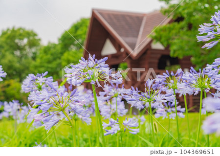 各務原浄水公園、満開のアガパンサス〈岐阜県各務原市〉 104369651