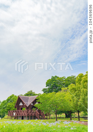 各務原浄水公園、満開のアガパンサス〈岐阜県各務原市〉 104369696