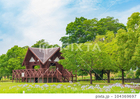 各務原浄水公園、満開のアガパンサス〈岐阜県各務原市〉 各務原浄水公園、満開のアガパンサス〈岐阜県各務原市〉 104369697