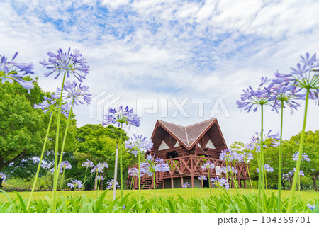 各務原浄水公園、満開のアガパンサス〈岐阜県各務原市〉 104369701
