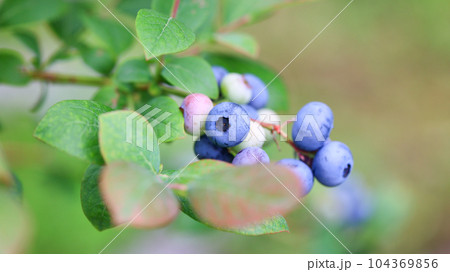 もうすぐ食べ頃、ブルーベリー 104369856