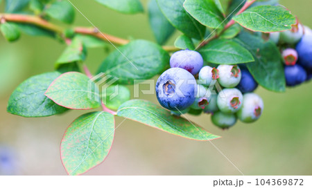 もうすぐ食べ頃、ブルーベリー もうすぐ食べ頃、ブルーベリー 104369872