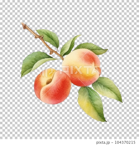 Watercolor Peach Isolated. Illustration Generative AI 104370215