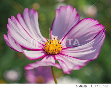 花 フラワー お花 104370788